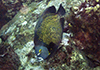 French Angelfish (Pomacanthus paru)